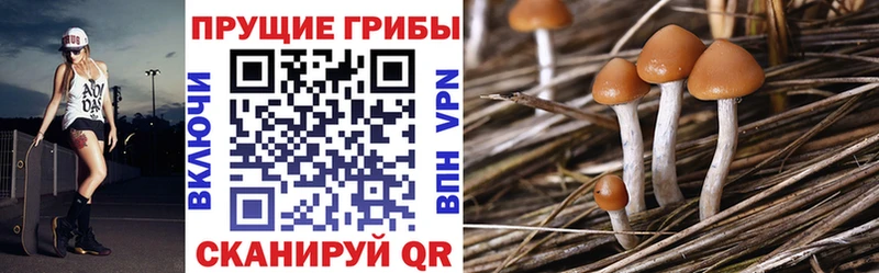 наркотики  hydra вход  Псилоцибиновые грибы Cubensis  Геленджик 